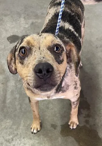 A young medium-sized male Catahoula Leopard Dog dog named Sir Aspen for adoption in Pensacola, FL