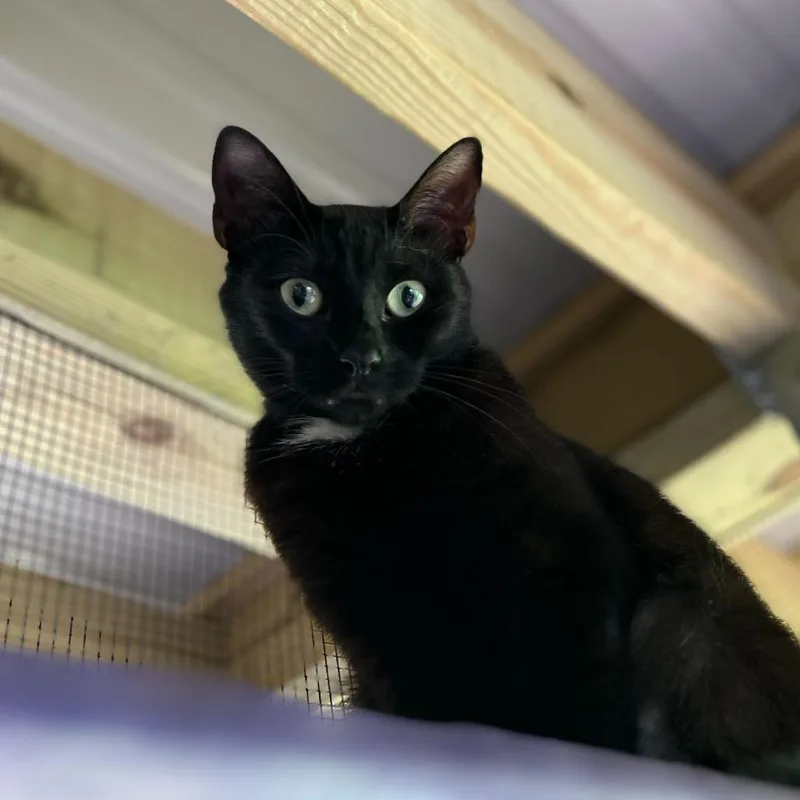 An adult medium-sized female Domestic Short Hair cat named Cleo for adoption in Blairsville, GA