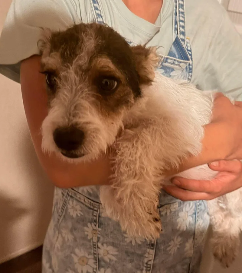 Schnauzer Mix  Blkbrnwhite