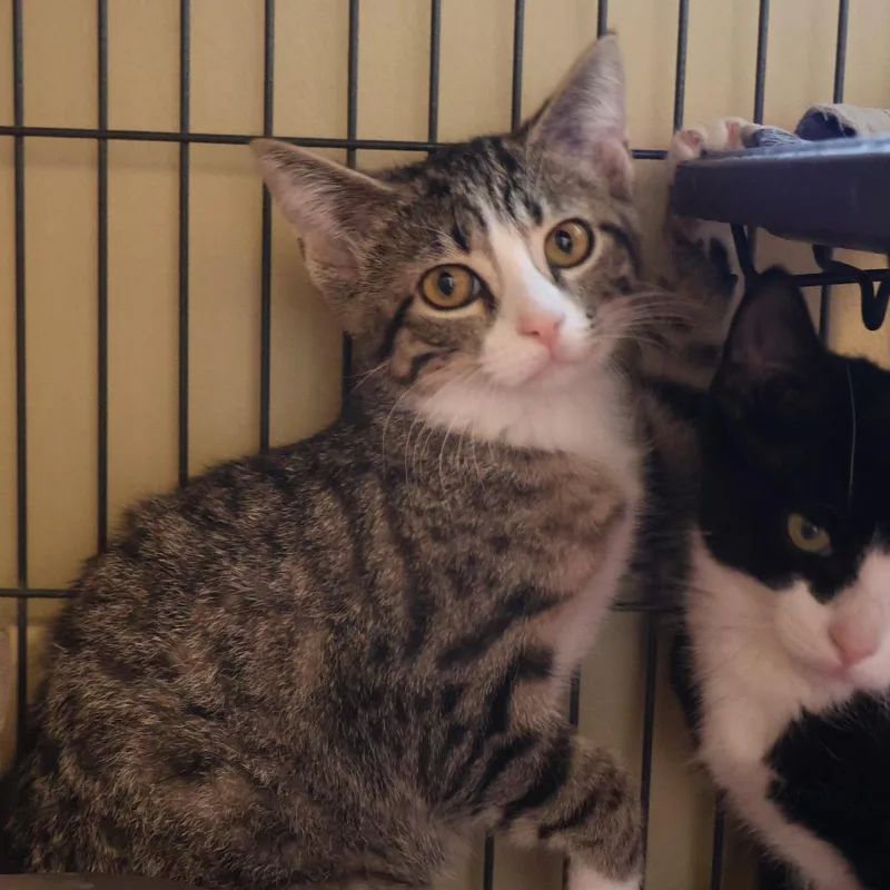 A baby small-sized female Brown / Chocolate Domestic Short Hair cat named Wilma for adoption in Saint Charles, MO