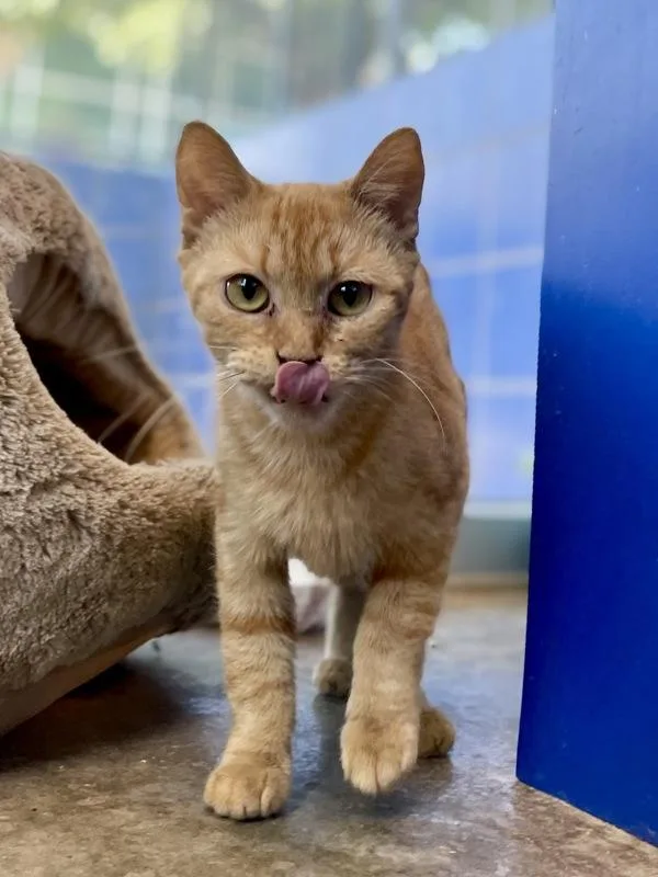 A senior small-sized female Domestic Short Hair cat named Blanca for adoption in Austin, TX