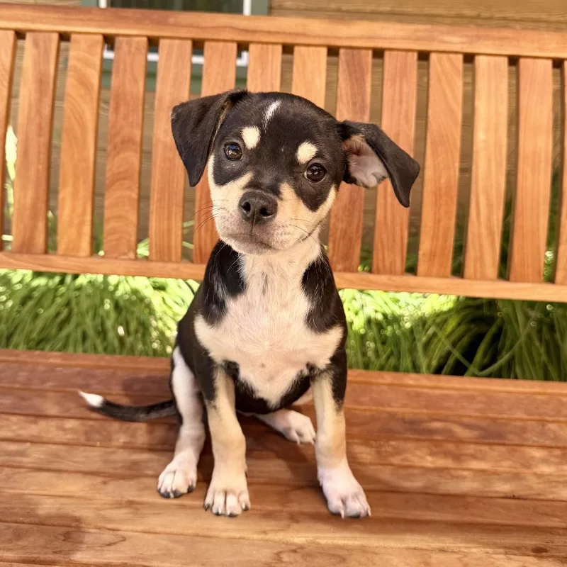 A baby small-sized female Chihuahua dog named Etta for adoption in Agoura Hills, CA