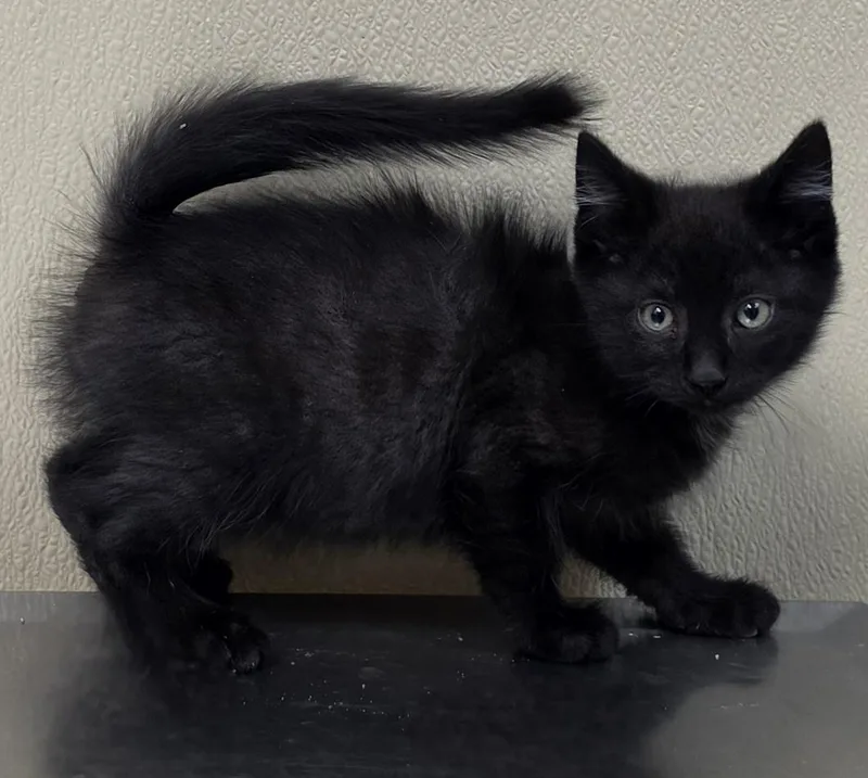 A baby medium-sized male Domestic Short Hair cat named Johnny for adoption in Brainerd, MN
