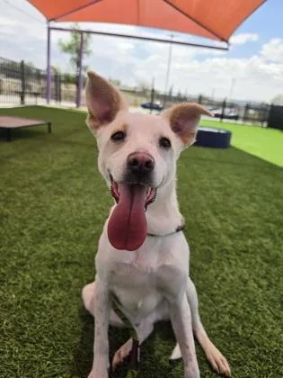 An adult medium-sized male White / Cream Mixed Breed dog named Kane for adoption in El Paso, TX