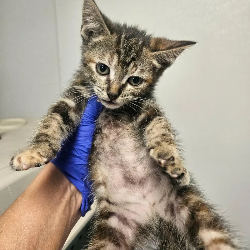 A baby small-sized female Tortoiseshell Domestic Short Hair cat named Mozzarella for adoption in Hattiesburg, MS