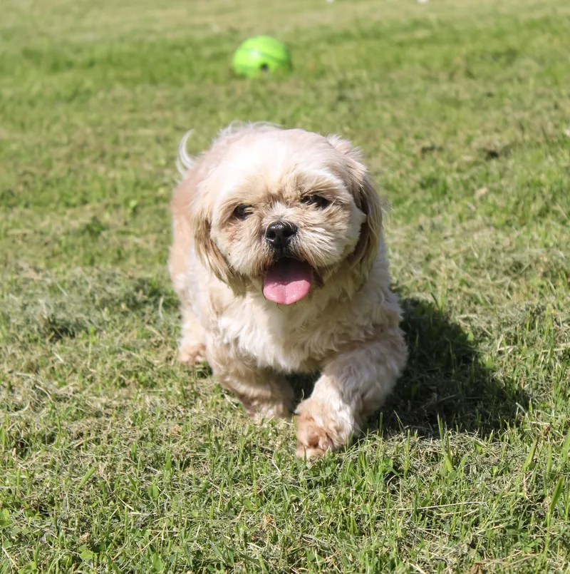 An adult small-sized female Golden Shih Tzu dog named Buttercup for adoption in Neosho, MO