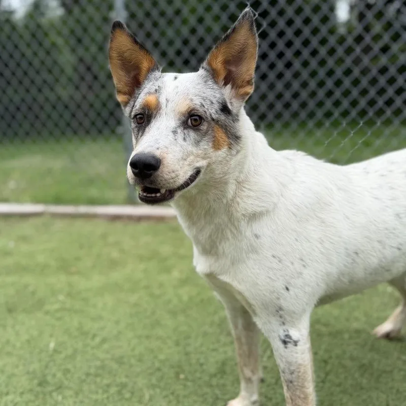 An adult medium-sized male White / Cream Australian Cattle Dog / Blue Heeler dog named O'neil for adoption in Tulsa, OK