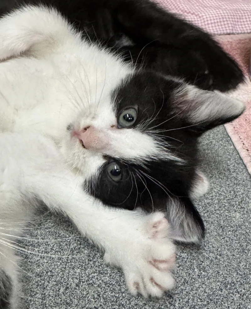 A baby medium-sized female Black & White / Tuxedo Domestic Short Hair cat named Peony for adoption in Tomah, WI