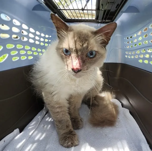 An adult small-sized female Domestic Long Hair cat named Sweetie for adoption in San Antonio, TX