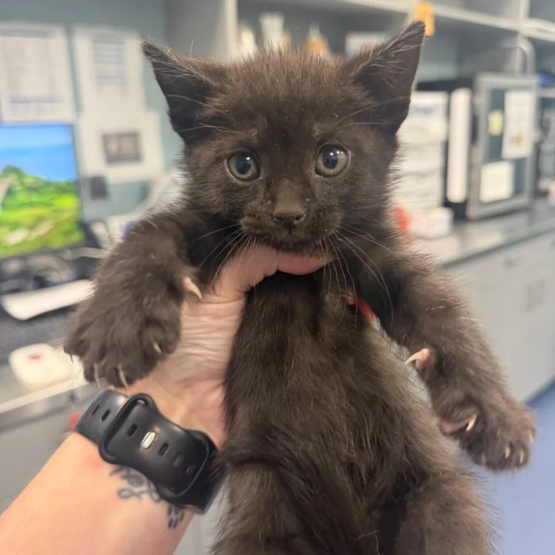 A baby small-sized female Black Domestic Medium Hair cat named Apple Jacks for adoption in Greensboro, NC