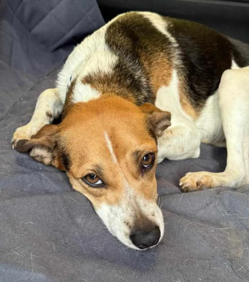 Tigger 💜 thumbnail 3