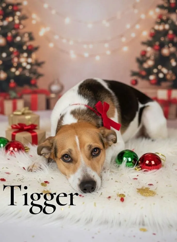 Tigger 💜 thumbnail 4