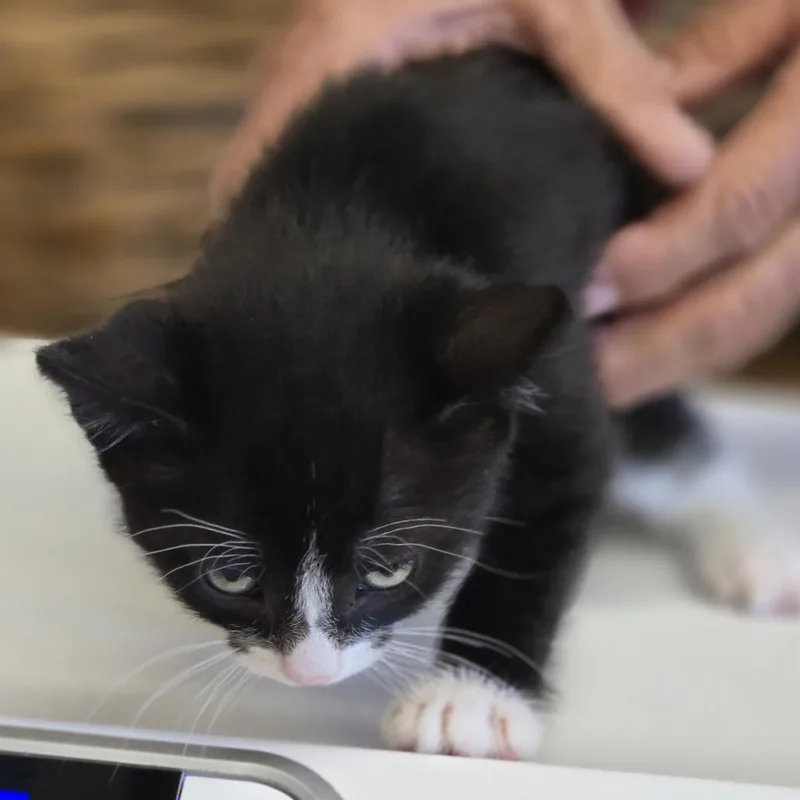 A baby small-sized female Black Domestic Short Hair cat named Coral for adoption in Wickenburg, AZ