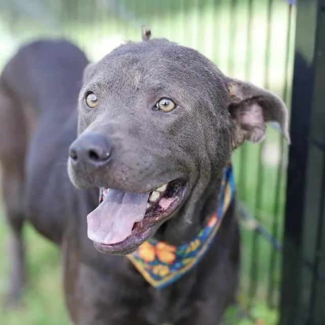 A young medium-sized male American Staffordshire Terrier dog named Carino for adoption in San Antonio, TX