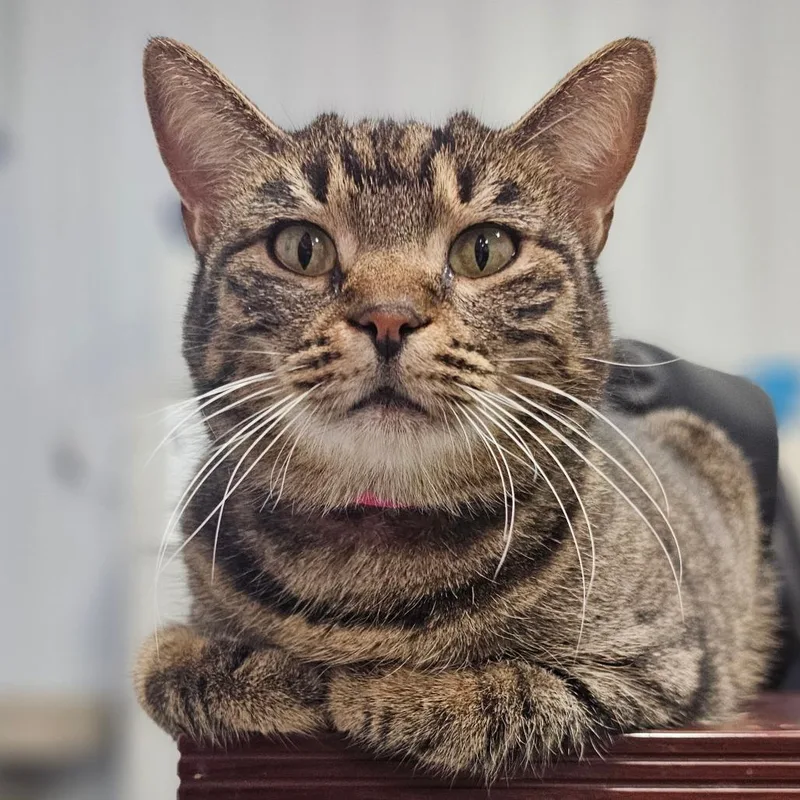 An adult small-sized female Brown / Chocolate Domestic Short Hair cat named Sophie for adoption in Corydon, IN