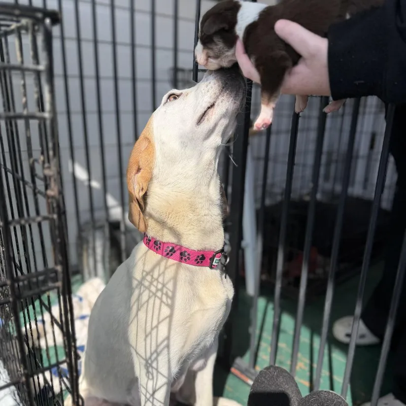 Ny Tyson Avail