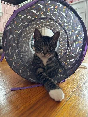 A baby medium-sized male Tabby (Brown / Chocolate) Domestic Short Hair cat named Mushu for adoption in Mokena, IL