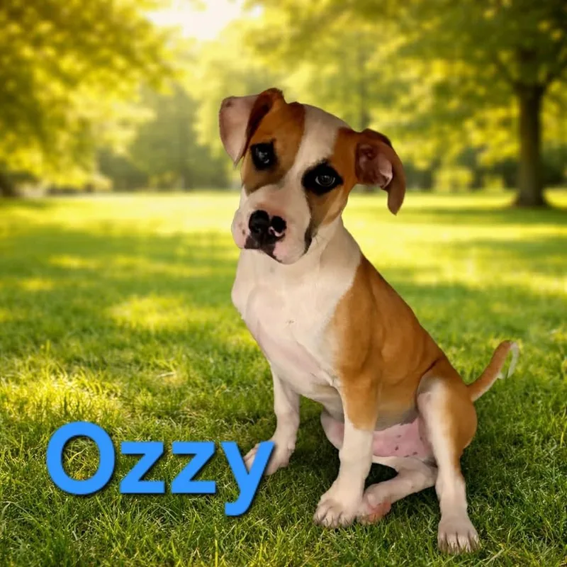 Ozzy thumbnail 4