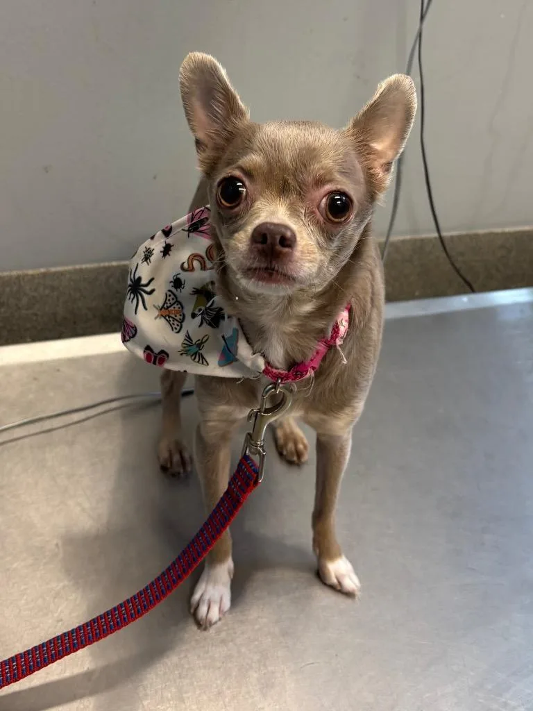 A young small-sized female Chihuahua dog named Doodle Bug for adoption in Bloomington, IN
