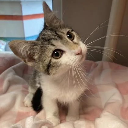 A baby small-sized female Domestic Short Hair cat named Hermione for adoption in Janesville, WI