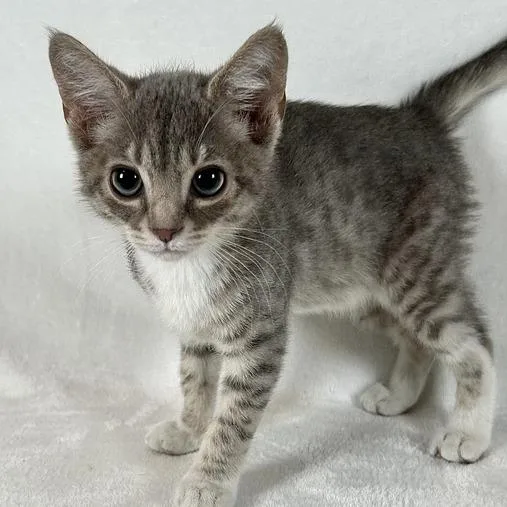A baby small-sized male Gray / Blue / Silver Domestic Short Hair cat named Aries for adoption in Johnson City, TN
