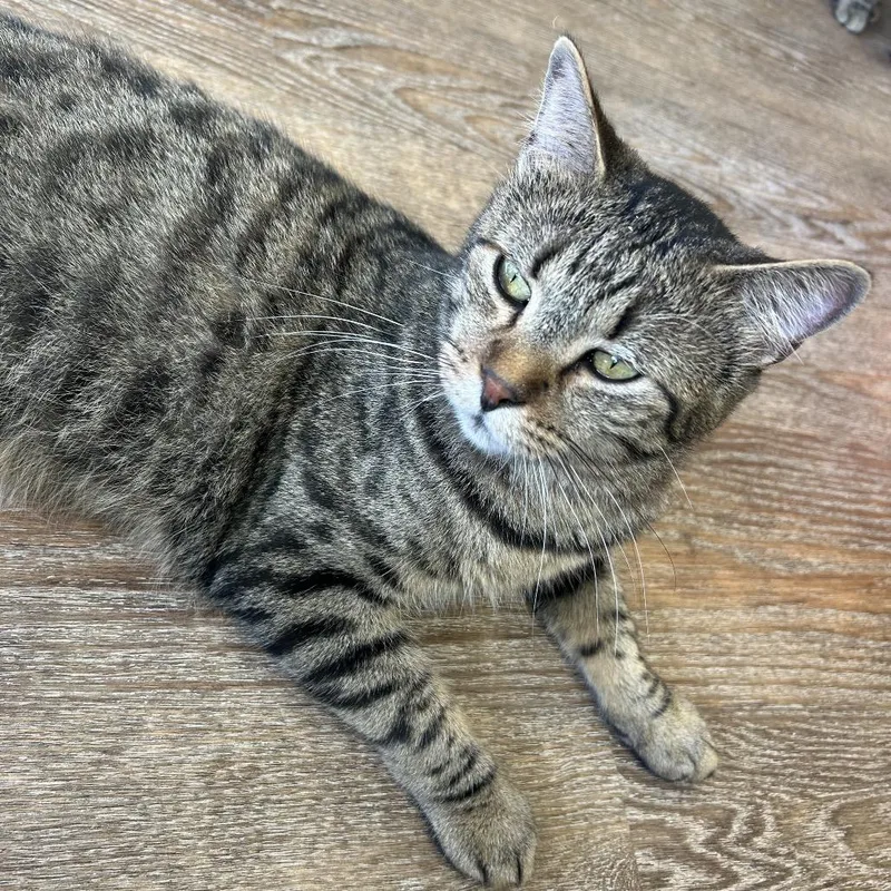 An adult small-sized male Brown / Chocolate Domestic Short Hair cat named Angus for adoption in Midland, TX