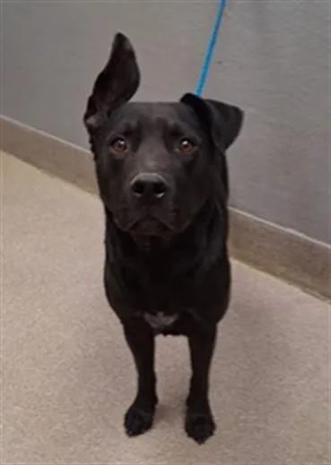 An adult large-sized male Pit Bull Terrier dog named Smurk for adoption in Las Vegas, NV