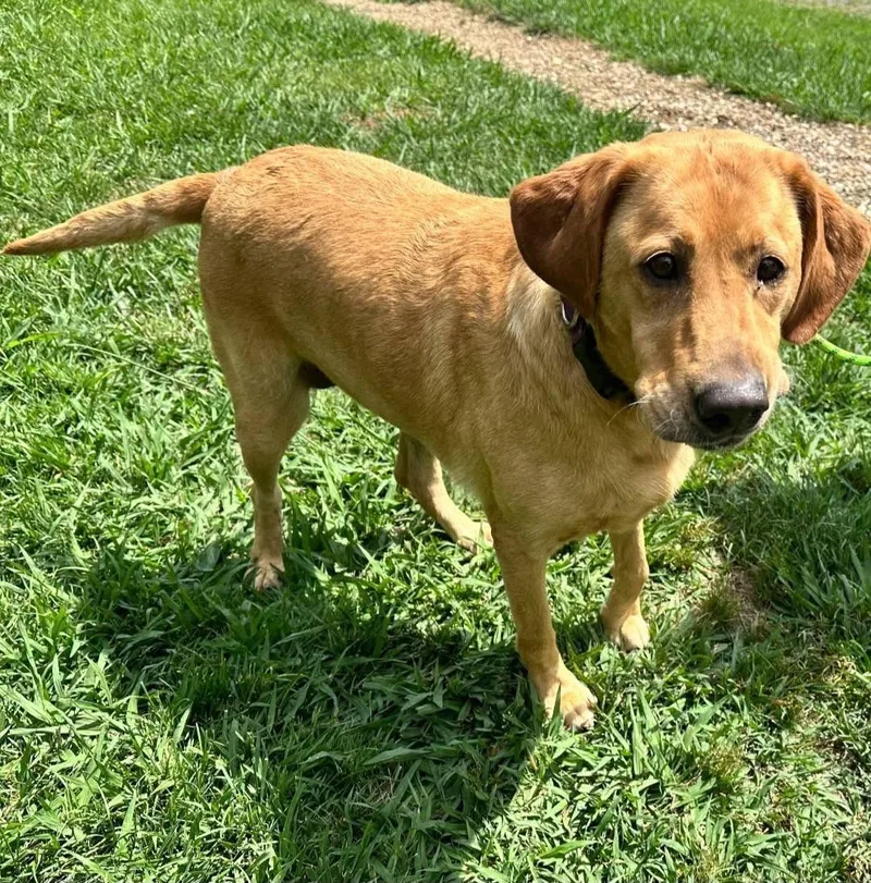 An adult medium-sized female Yellow / Tan / Blond / Fawn Labrador Retriever dog named Carolyn for adoption in Elkton, MD