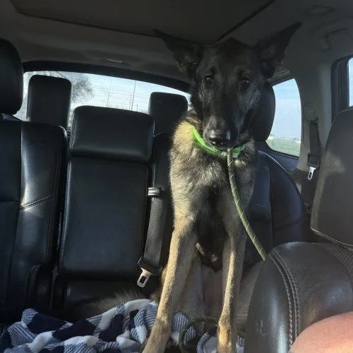 A young medium-sized female Sable German Shepherd Dog dog named Mila for adoption in Visalia, CA