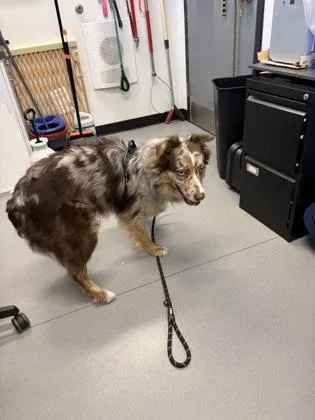An adult medium-sized male Mixed Breed dog named Dusty for adoption in West Chester, PA