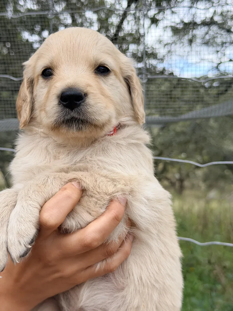 A baby large-sized female Golden Retriever dog named Alicia for adoption in Manvel, TX