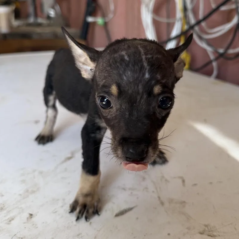 A baby small-sized male Yellow / Tan / Blond / Fawn Chihuahua dog named Turnip for adoption in Allen, TX