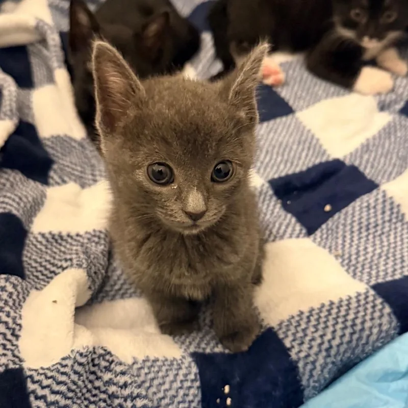 A baby small-sized female Gray / Blue / Silver Domestic Short Hair cat named Og for adoption in Middle Village, NY