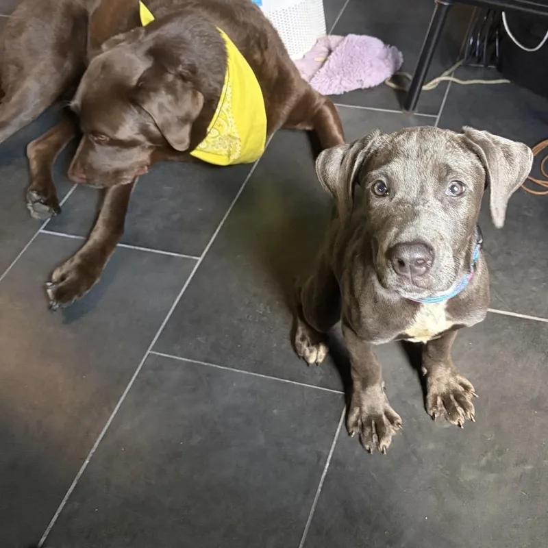 Cora