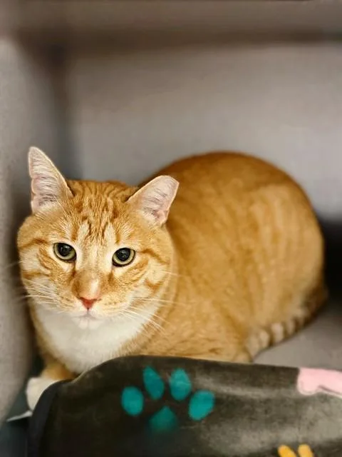 An adult medium-sized male Domestic Short Hair cat named Butters for adoption in Agoura, CA