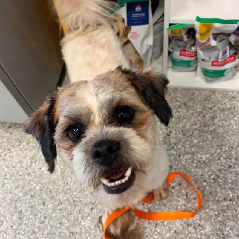 An adult small-sized male Yellow / Tan / Blond / Fawn Mixed Breed dog named TRRSStray for adoption in Manhattan, KS