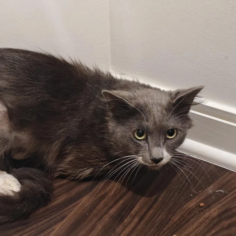 An adult medium-sized male Gray & White Domestic Short Hair cat named Mr. Pibb for adoption in Evanston, IL