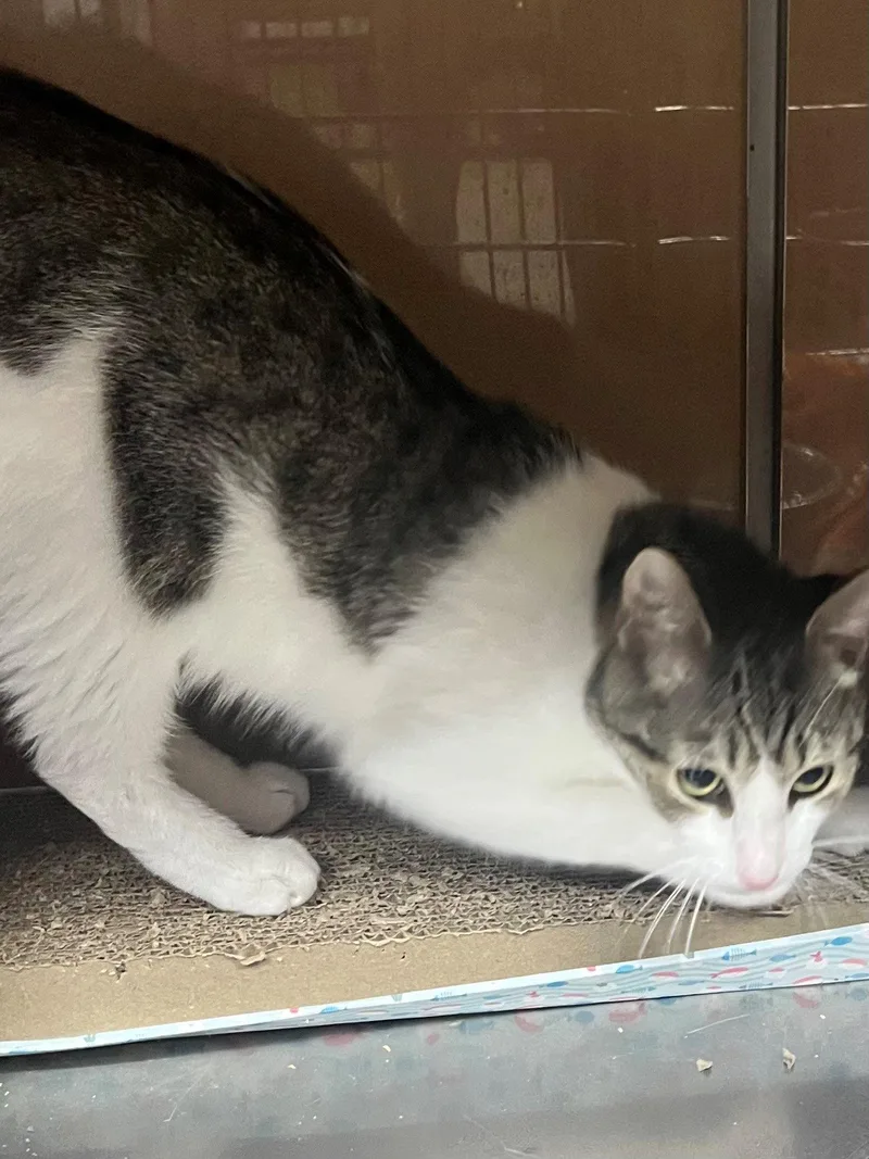 An adult large-sized male Domestic Short Hair cat named Mack for adoption in Phoenix, AZ