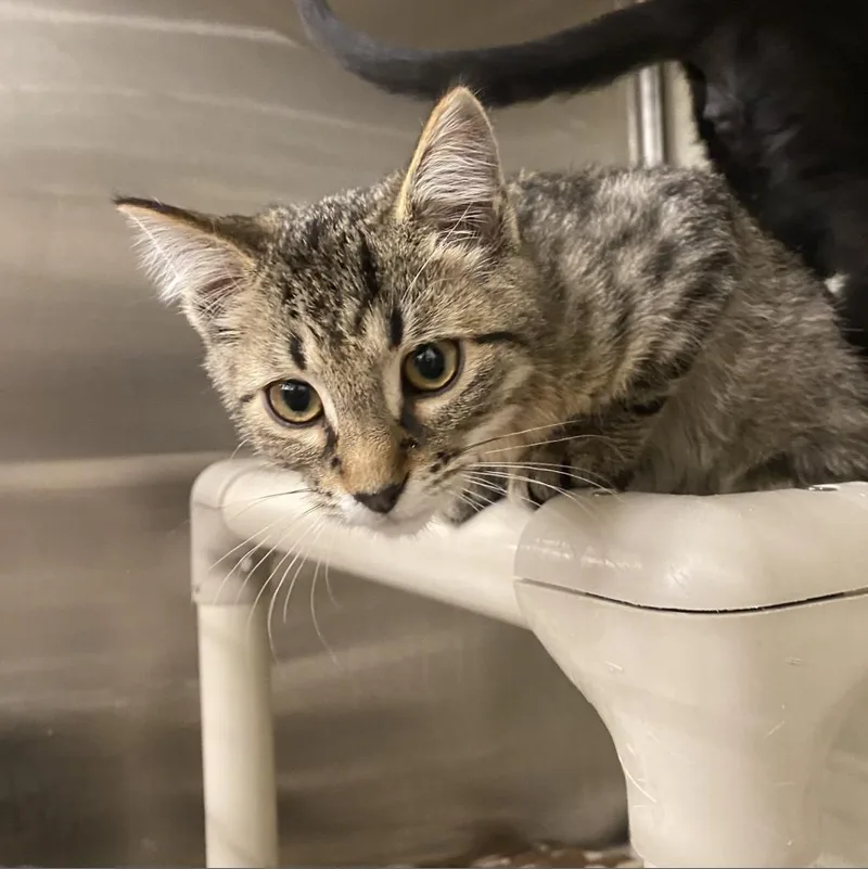 An adult large-sized male Brown / Chocolate Domestic Short Hair cat named Skittles Bonded with Twix for adoption in Flagstaff, AZ