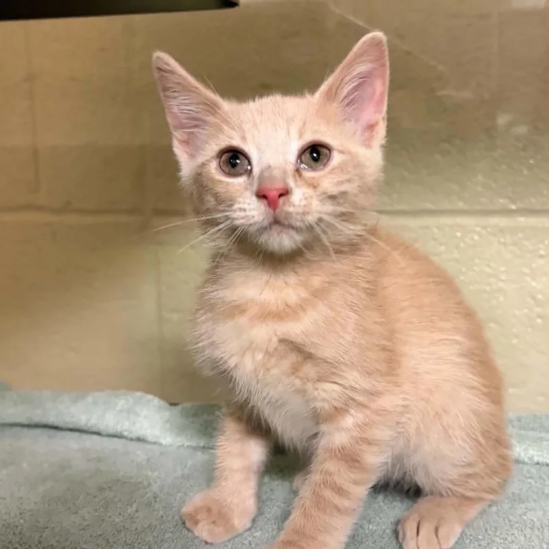 A baby small-sized female Buff / Tan / Fawn Domestic Short Hair cat named Bumblebee for adoption in Concord, NC