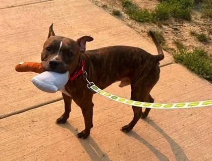 An adult large-sized male Mixed Breed dog named Baby G for adoption in Fairfax, VA