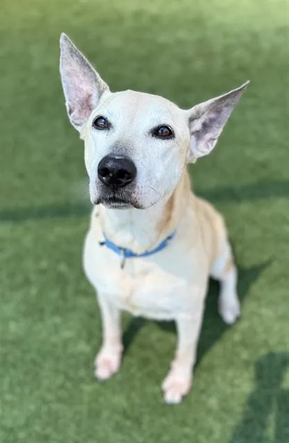 A senior medium-sized female Mixed Breed dog named Kota for adoption in Dallas, TX