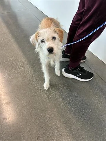 An adult small-sized female Terrier dog named Bridgette for adoption in San Martin, CA