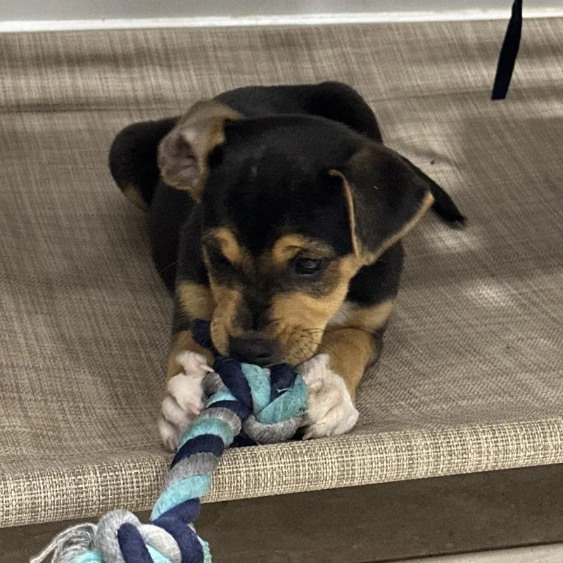 Penny thumbnail 3
