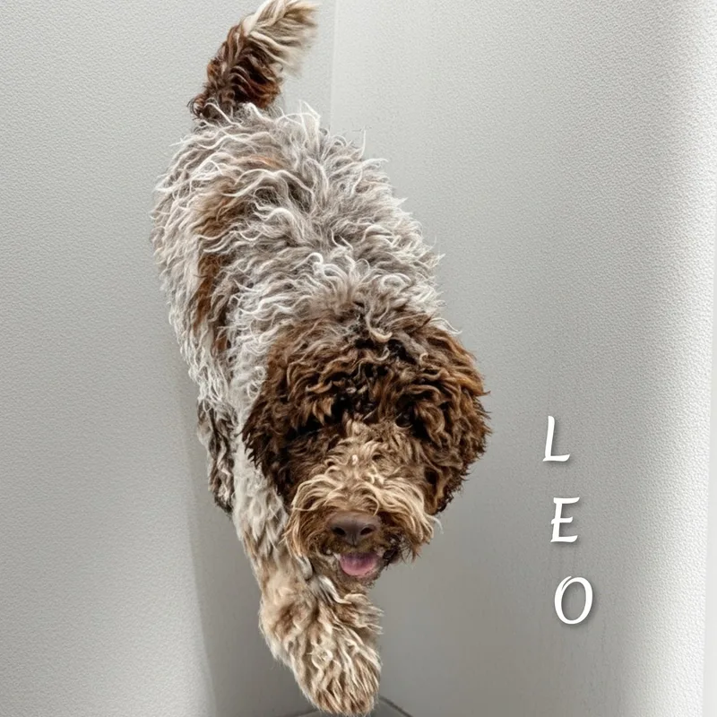 A baby medium-sized male Brown / Chocolate Lagotto Romagnolo dog named Leo for adoption in Fredericksburg, VA