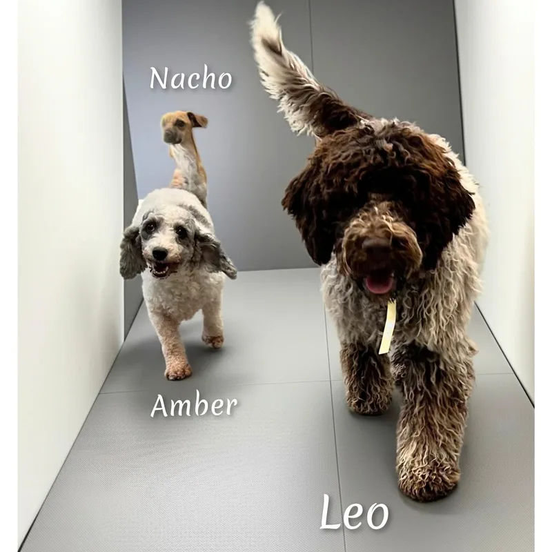 Leo thumbnail 3
