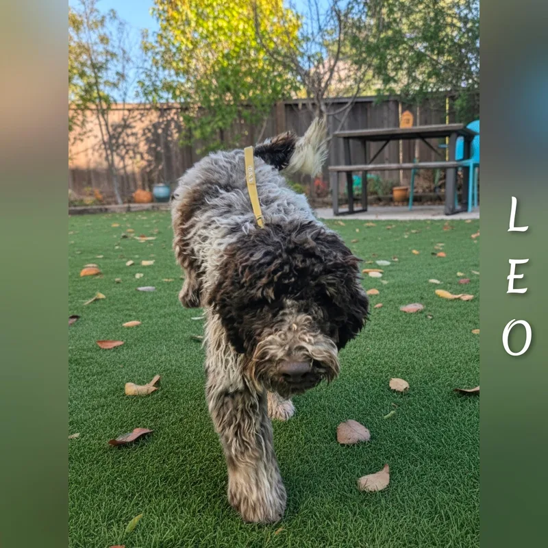 Leo thumbnail 5
