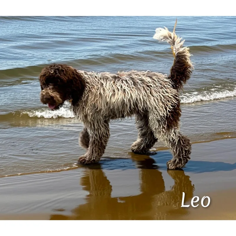 Leo thumbnail 6