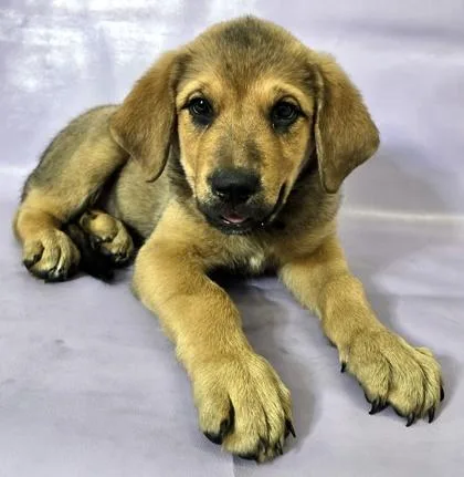 A baby large-sized female Shepherd dog named Lola for adoption in Morton Grove, IL
