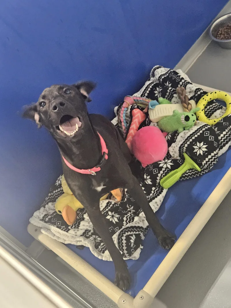 A baby medium-sized female Black Pit Bull Terrier dog named Amie for adoption in Kalamazoo, MI